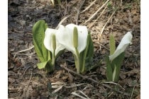 【春日井・瀬戸・菱野発】*日帰り昼食付*『富士見台高原の水芭蕉と阿智村花桃』3